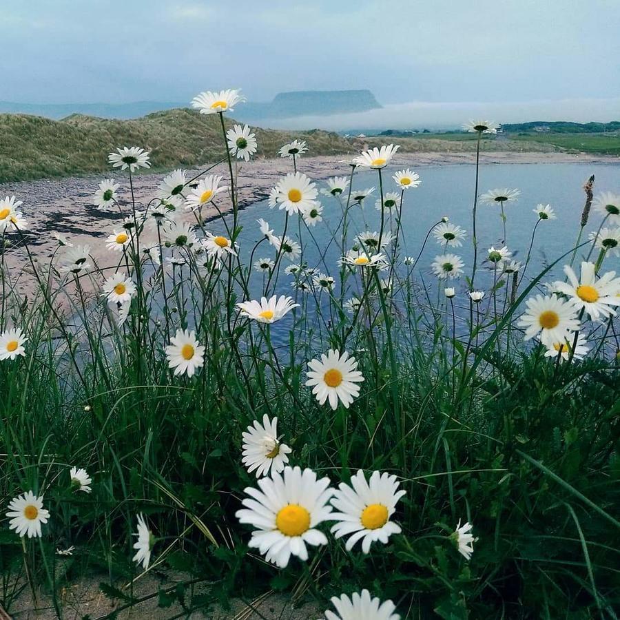 Atlantic Way B&B Grange  Buitenkant foto